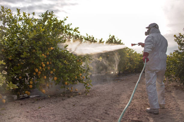 Wasp Removal Services in Mckenzie, TN