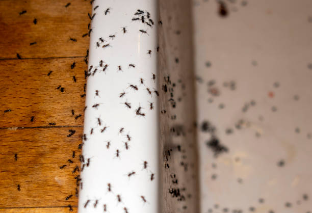 Pest Control Cost in Mckenzie, TN