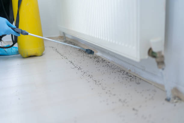 Best Affordable Pest Control Services  in Mckenzie, TN